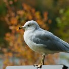 Ring-billed Gull